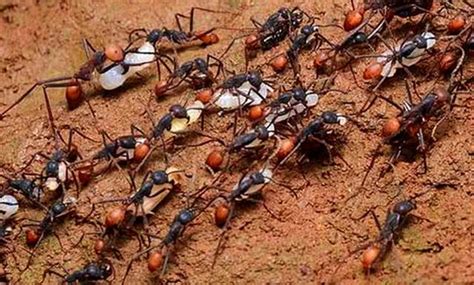 一群螞蟻 埋屍體
